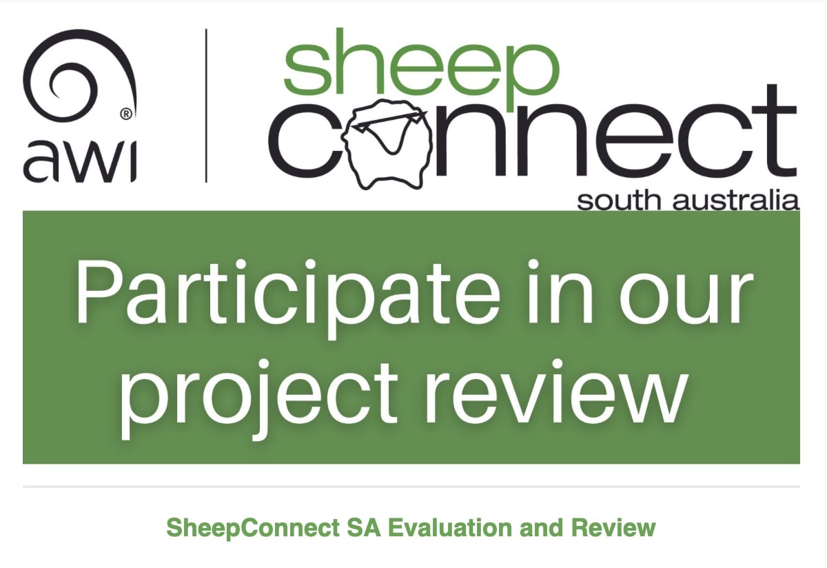 Sheep Connect Review