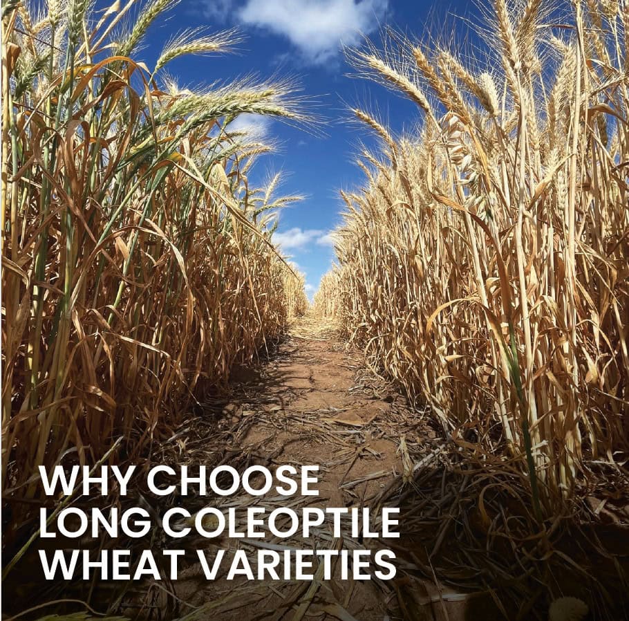 Why Choose Long Coleoptile