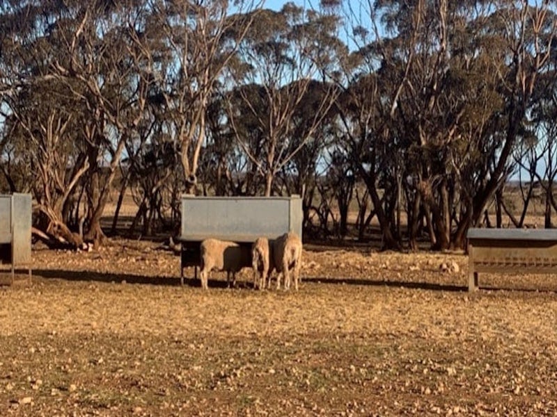 Photo courtesy of MLA: Barossa producers achieved higher lambing rates and improved ground cover with strategic containment feeding