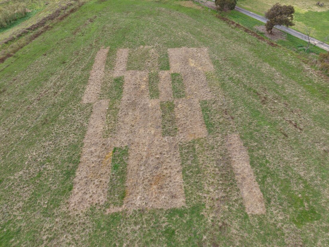 Lucerne Patch